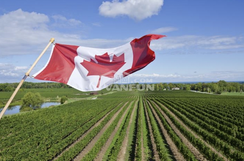 根据《环球邮报》报道，联邦农业部报告称，尽管面临干旱、极端天气和全球冲突，加拿大农业部门预计2023年仍将实现创纪录的收入。2023年农业收入创新高加拿大农业和农业食品部(AAFC)周五发布的报告称，该行业的净现金收入预计将飙升13%，达到248亿加元，超出了加拿大统计局5月份的官方预测。（净现金收入是现金收入与运营支出之间的差额，是联邦政府衡量农场收入的主要指标。）报告称，尽管2022年运营支出增长了20%以上，但增幅已趋于平缓，2023年运营支出仅增长2%。化肥和燃料费用等一些关键...
