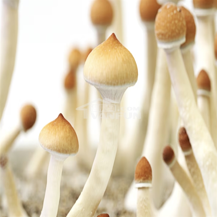 一朵毒蘑菇，让男子Leon-JamalDanielBarrett自命堕落人类的拯救者，而唯一的救赎方式是与上帝选择的女人发生关系。“上帝”没有为他送来“天选之女”，他便走上街头寻找。更离谱的是，“想象中的上帝”成了Leon的免罪符。据CBCNews报道，BC省法院又作出一项争议裁决：法官以“道德无辜”为由，判一名服用迷幻蘑菇后性侵女性路人的男子无罪！网友怒斥：加拿大可真是“罪犯友好”国家啊。“救世主”害人不浅打开法庭文件，案件事实清楚又离谱。加害者名叫Leon-JamalDanielB...
