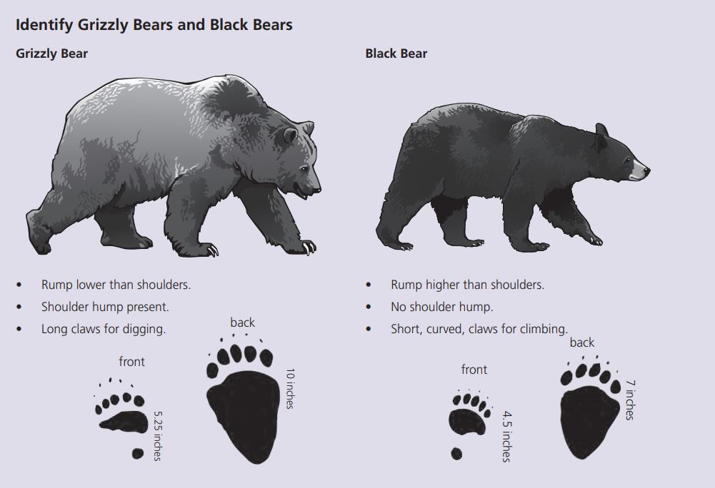 熊的品种名字及图片图片