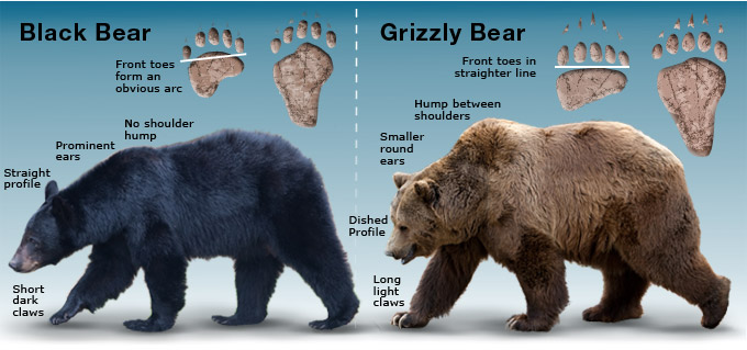 棕熊的肩膀肌肉,是明显隆起的,而黑熊是比较平的; 棕熊的熊掌更大更长