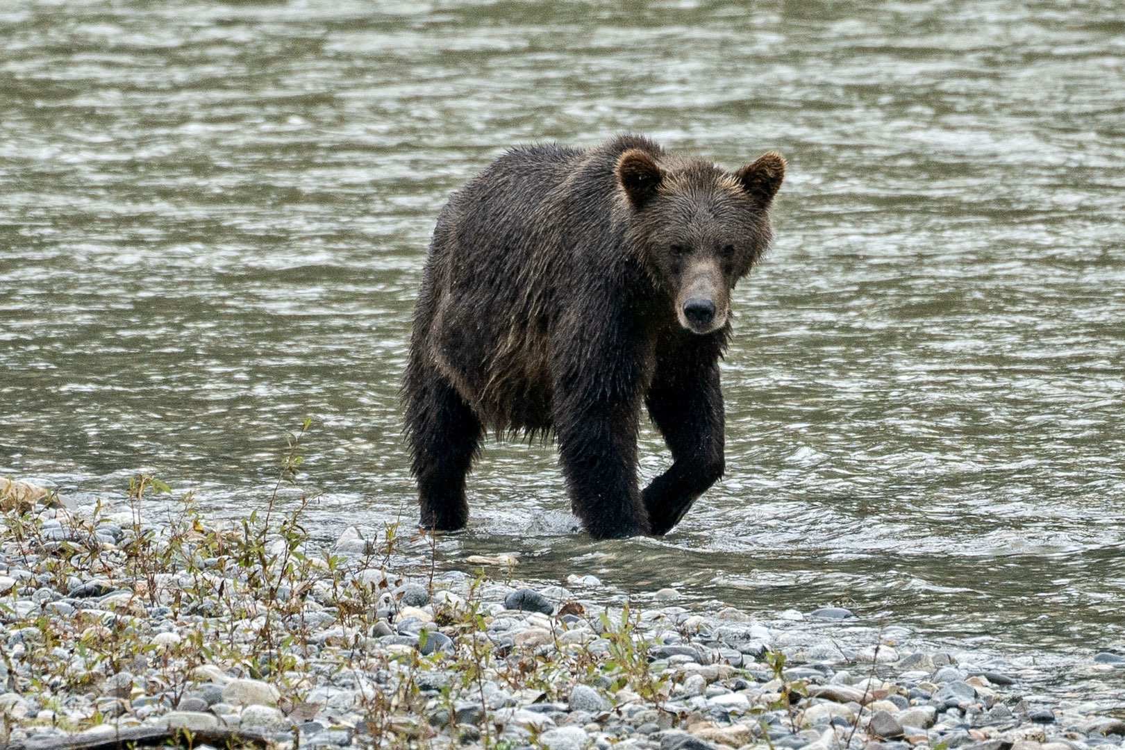 惊魂骑车手在大温山里被黑熊狂追1公里半年5000多起熊出没今年熊疯了