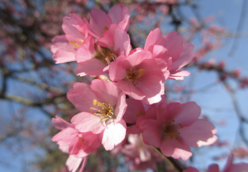 温哥华3月最佳赏樱地点!满满干货